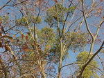 Phoradendron Flavescens